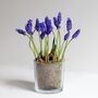 Plant Your Own Spring Muscari Bulb, thumbnail 11 of 12