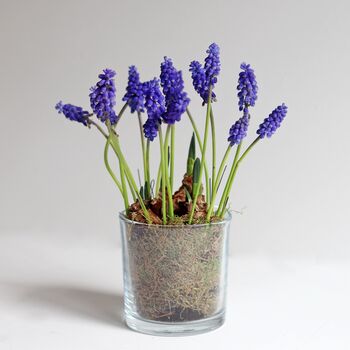 Plant Your Own Spring Muscari Bulb, 11 of 12