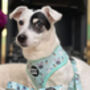 Mint Choc Chip Easter Bunny Dog Collar, thumbnail 5 of 5