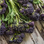 Purple Sprouting Broccoli Nine X Plug Plant Pack, thumbnail 2 of 5