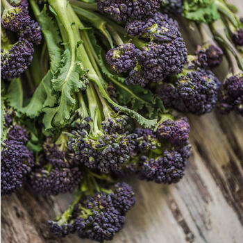 Purple Sprouting Broccoli Nine X Plug Plant Pack, 2 of 5