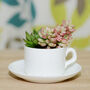 Coffee Cup With Choice Of Plants, thumbnail 1 of 3