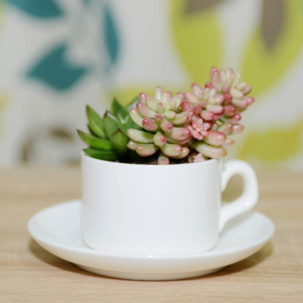 Coffee Cup With Choice Of Plants, 1 of 3