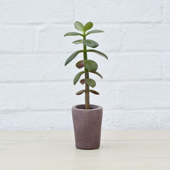 Sustainable Concrete Mini Vessel Planter Cylindrical, 4 of 12