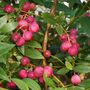 Fruit Plants Blueberry 'Pink Lemonade' One X 2 L Pot, thumbnail 3 of 5