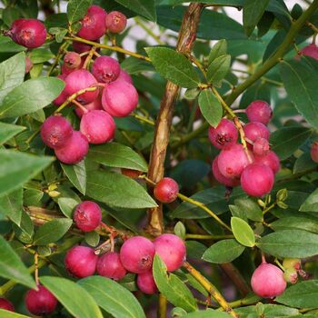 Fruit Plants Blueberry 'Pink Lemonade' One X 2 L Pot, 3 of 5