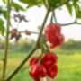 Chilli Plants, Ghost Chilli 'Bhut Jolokia', thumbnail 4 of 9