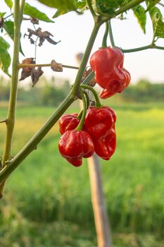 Chilli Plants, Ghost Chilli 'Bhut Jolokia', 4 of 9