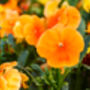 Pansy Plants Delta 'Halloween Mix', thumbnail 3 of 4