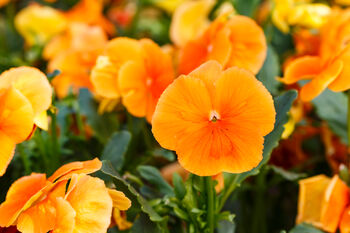Pansy Plants Delta 'Halloween Mix', 3 of 4