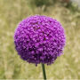 Allium 'Purple Sensation' 12 X Spring Bulb Pack, thumbnail 4 of 5