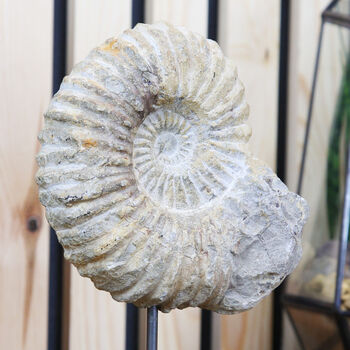 Ammonite Fossil Stand 180 Million Years Old, 3 of 5