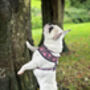 Woodland Hedgehog Dog Harness, thumbnail 6 of 8