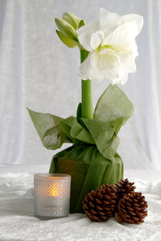Amaryllis Bulbs 'White' One X Bulb, 7 of 7