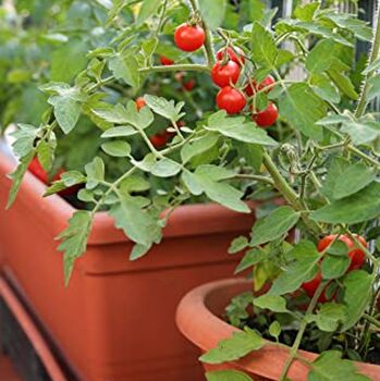 Tomato Multi Pack Nine X Large Plants In 9cm Pots, 6 of 6