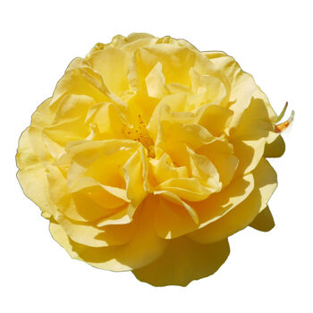 Floribunda Rose 'Absolutely Fabulous' One X Bare Root, 5 of 5
