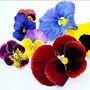 Pansy Mix 'Multi Colours' 20 X Plant Pack, thumbnail 1 of 5