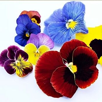 Pansy Mix 'Multi Colours' 20 X Plant Pack, 5 of 5