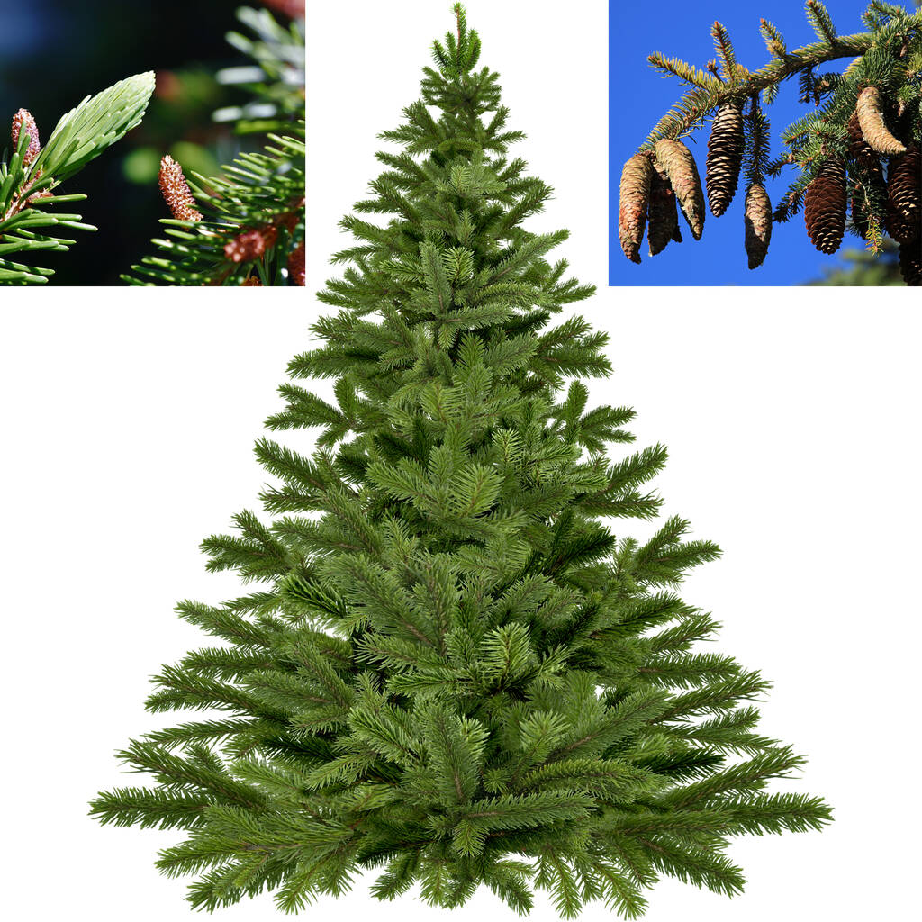 Grow Your Own Christmas Tree Kit By Grow Your Own Plants