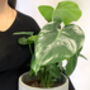 Monstera Deliciosa 'Swiss Cheese Plant' Houseplant, thumbnail 1 of 5