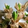 Wax Papered Fresh Hyacinth Bulbs, thumbnail 1 of 10