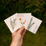 Grow Your Own Welsh Herbs Seed Kit, thumbnail 8 of 9