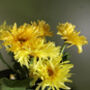 Artificial Potted Daisy Flowering Plant Yellow, thumbnail 3 of 6