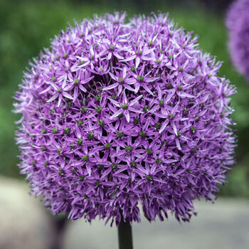 Spring Bulbs Allium 'Gladiator' 48 X Bulb Pack, 5 of 5
