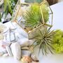 Gold Geometric Terrarium Kit With Air Plant Lover Gift Mother's Day, thumbnail 2 of 9