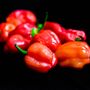 Chilli Plant 'Scotch Bonnet Red' 4x Plug Plant Pack, thumbnail 4 of 8