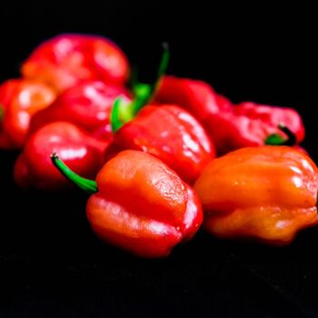 Chilli Plant 'Scotch Bonnet Red' 4x Plug Plant Pack, 4 of 8