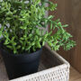 Faux Succulent Plant, thumbnail 2 of 3