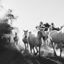 Galloping Camargue Horses Photograph, thumbnail 2 of 4