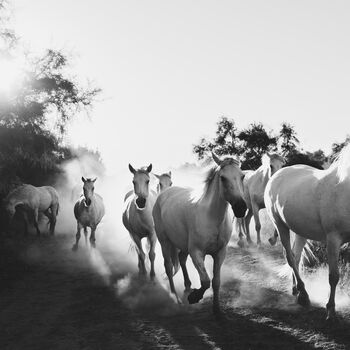 Galloping Camargue Horses Photograph, 2 of 4