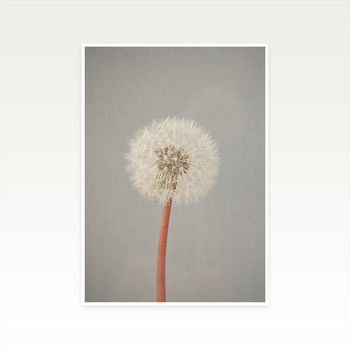 The Passing Of Time Photographic Dandelion Clock Print, 2 of 2