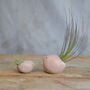 Bird Air Plant Holder In Pale Pink, thumbnail 5 of 12