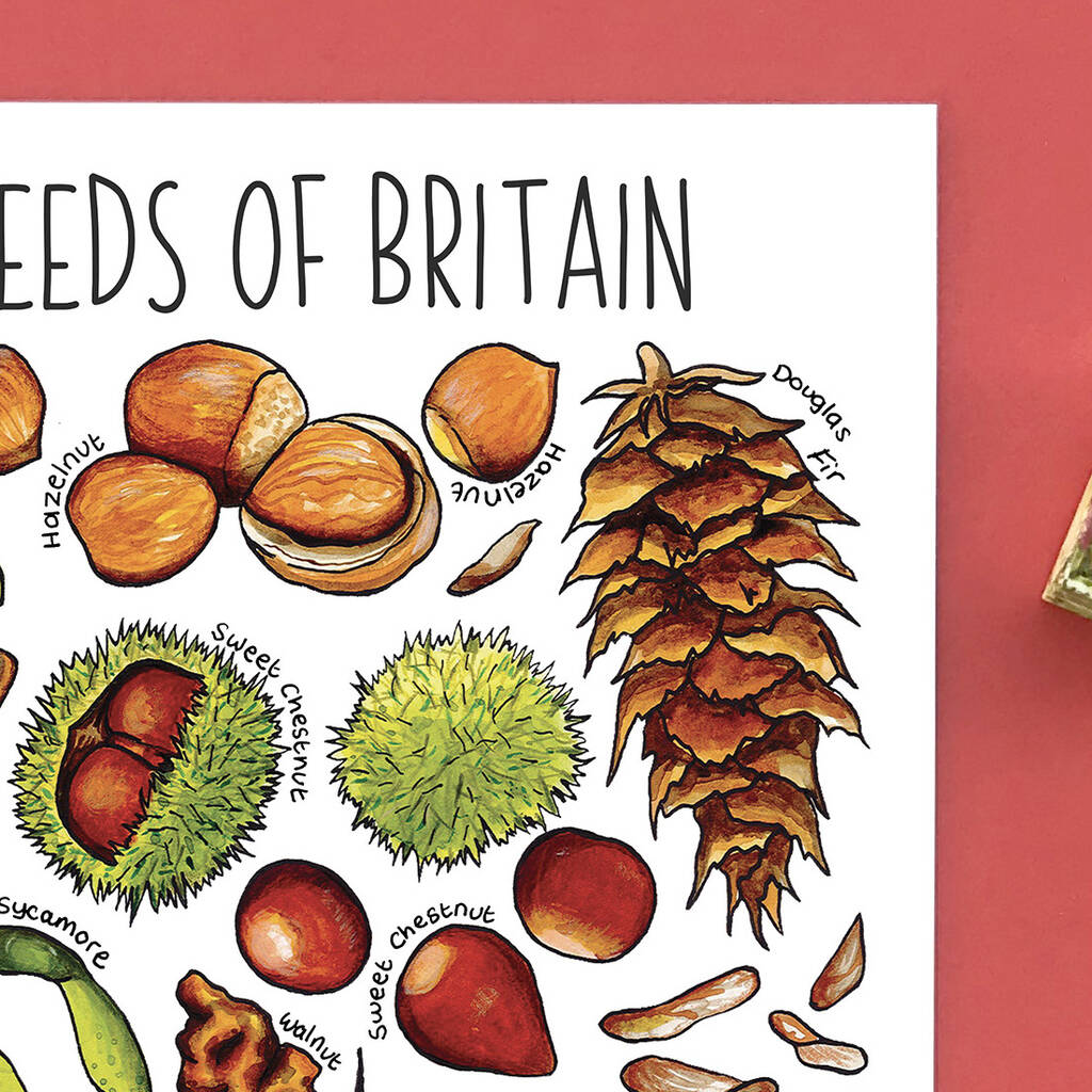 Nuts And Seeds Of Britain Postcard By Alexia Claire
