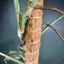 Extendable Moss Pole For Climbing Plants 60 80 110cm, thumbnail 6 of 8