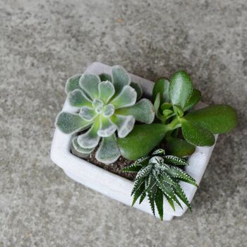 Cement House Shaped Planter With Choice Of Plants, 2 of 4