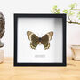 Madyes Swallowtail Handcrafted Frame, thumbnail 1 of 3