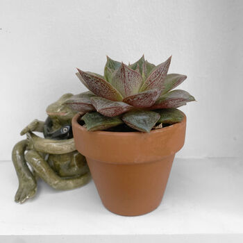 Echeveria Purpusorum Easy Care Succulent Plant 6cm Pot, 2 of 3
