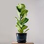 Houseplant Ficus Lyrata Single Stem 3 L Pot, thumbnail 3 of 3