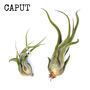 Bird Air Plant Holder In Pale Pink, thumbnail 7 of 7