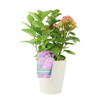 Pink Hydrangea Macrophylla In 3 L Pot – Summer Plant, 4 of 7