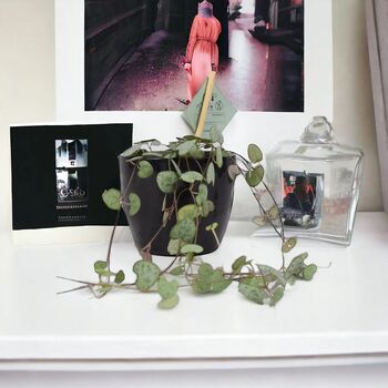 String Of Hearts Trailing Indoor Plant In8.5cm Pot, 4 of 9