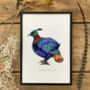 H Is For Himalayan Monal Illustration Print, thumbnail 1 of 5
