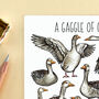 Gaggle Of Geese Watercolour Illustrated Postcard, thumbnail 2 of 8