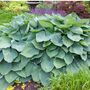 Hosta Plants 'T Rex' One X Full Plant In One Litre Pot, thumbnail 1 of 5