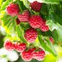 Fruit Plant Raspberry 'Enrosadira' Three Litre Pot, thumbnail 3 of 5