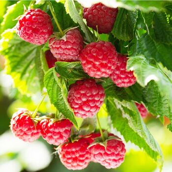 Fruit Plant Raspberry 'Enrosadira' Three Litre Pot, 3 of 5